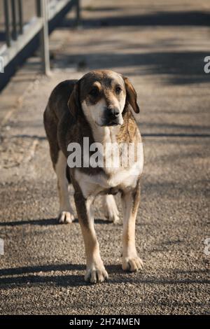 Un grande cane grigio senza tetto per strada con occhi tristi. Mutt si alza sul marciapiede e guarda con tristezza. Adulto singolo cane mongrel di razza mista da rifugio. Foto Stock