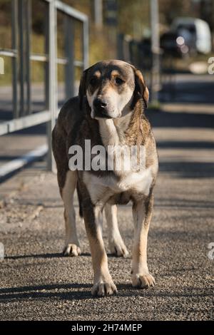 Un grande cane grigio senza tetto per strada con occhi tristi. Mutt si alza sul marciapiede e guarda con tristezza. Adulto singolo cane mongrel di razza mista da rifugio. Foto Stock