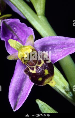 Rara orchidea delle api, trovata crescere in terre desolate - Sheffield, South Yorkshire Foto Stock