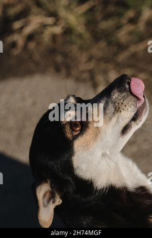 Il cane di razza mista guarda in su con gli occhi marroni e le lecca, chiede il cibo. Piccolo simpatico cane grel di nero e rosso con colore marrone chiaro. Foto Stock