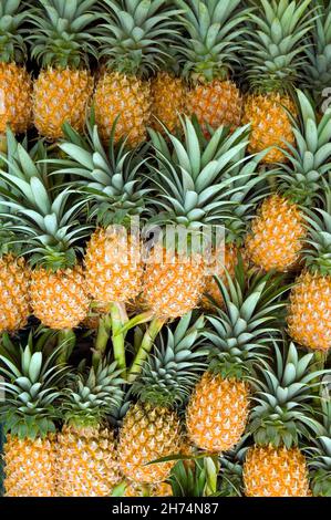 L'ananas è una pianta tropicale con un frutto commestibile ed è la pianta economicamente più significativa della famiglia delle Bromeliaceae. L'ananas è indenne Foto Stock