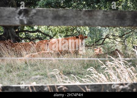 Foto di mucche marroni in una zona recintata e erba alta all'aperto Foto Stock