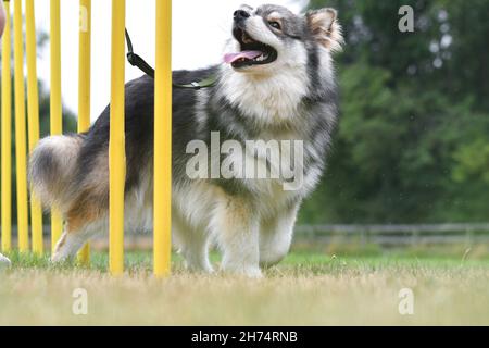 Foto di un giovane cane finlandese Lapphund agilità di allenamento o slalom in corso all'aperto Foto Stock