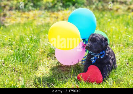 Piccolo cucciolo nero labrador Retriever con cuore giocattolo e palloncini colorati. Cane seduto all'aperto sull'erba in estate Foto Stock