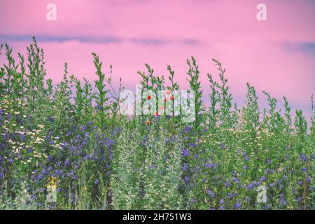 Primavera erba alta e prato fiori selvatici contro un cielo rosa di mattina presto al sorgere del sole. Sfondo naturale floreale Foto Stock