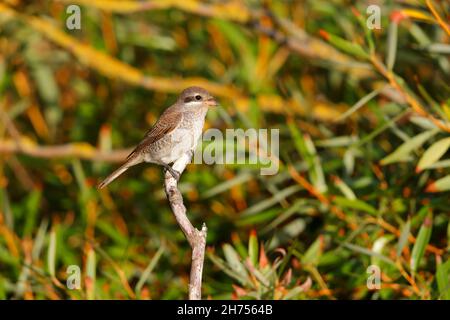 Un giovane shrike (Lanius collurio) sostenuto dalla Red sulla migrazione sulla costa orientale del Regno Unito nel mese di settembre Foto Stock