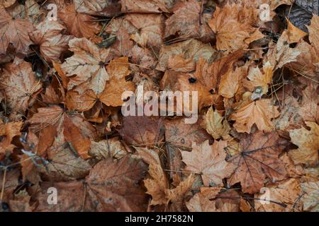 Rosso marrone e arancione autunno foglie sfondo esterno colorata backround immagine di autunno caduto foglie perfetto per uso stagionale spazio per il testo Foto Stock