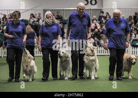 Excel Exhibition Centre, Londra, Regno Unito. 20 Nov 2021. I Golden Retrievers del team Southern Golden Retriever Display nell'arena dello spettacolo con i loro proprietari sono un grande successo con il pubblico. Il più grande evento dedicato ai cani di Londra, Discover Dogs, torna a Excel London, offrendo ai visitatori l'opportunità di incontrare, salutare e coccolare centinaia di cani, e di celebrare il modo in cui il migliore amico dell'uomo ha aiutato migliaia di persone e sono stati i nostri eroi quotidiani durante la pandemia. Lo spettacolo è organizzato dal Kennel Club. Credit: Imagplotter/Alamy Live News Foto Stock