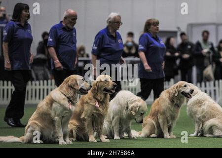 Excel Exhibition Centre, Londra, Regno Unito. 20 Nov 2021. I Golden Retrievers del team Southern Golden Retriever Display nell'arena dello spettacolo con i loro proprietari sono un grande successo con il pubblico. Il più grande evento dedicato ai cani di Londra, Discover Dogs, torna a Excel London, offrendo ai visitatori l'opportunità di incontrare, salutare e coccolare centinaia di cani, e di celebrare il modo in cui il migliore amico dell'uomo ha aiutato migliaia di persone e sono stati i nostri eroi quotidiani durante la pandemia. Lo spettacolo è organizzato dal Kennel Club. Credit: Imagplotter/Alamy Live News Foto Stock