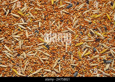 Semi di uccelli, mangime di pollame - miglio con aggiunta di semi di avena, semi di girasole, semi di cereali selvatici. Vista dall'alto, piatto. Foto Stock