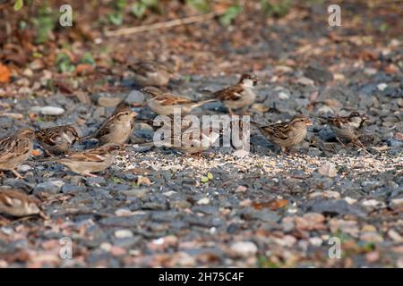 Casa passeri, (Paser domesticus), gregge che si nutrono a terra su grano, bassa Sassonia, Germania Foto Stock