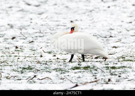 Mute Swan (Cygnus olor), su campo innevato, riposo in inverno, bassa Sassonia, Germania Foto Stock