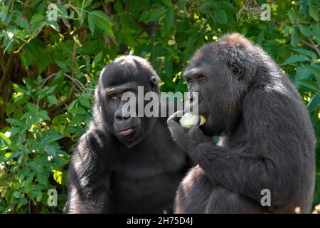 due gorilla che mangiano frutta Foto Stock