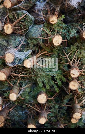 Stack di alberi di Natale tagliare e in reti pronto per essere venduto Foto Stock