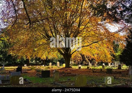 Splendido albero autunnale nel cimitero vittoriano con foglie dorate retroilluminate Foto Stock