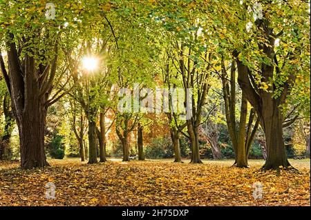 Vista mozzafiato degli alberi autunnali con il sole che brilla attraverso le foglie nel bosco presso il vecchio cimitero vittoriano Foto Stock