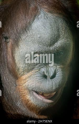 ritratto di un orangutano sorridente Foto Stock