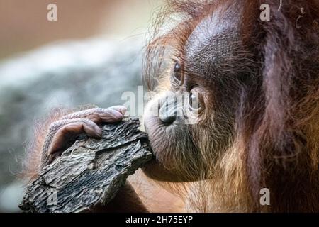 Un bambino Orang-Utan che mastica su un bastone Foto Stock