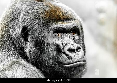 Un bel ritratto di un gorilla lowland occidentale Foto Stock