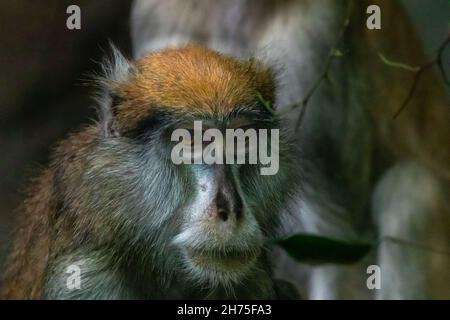 una bella foto d'arte di una scimmia patas Foto Stock