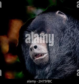 una scimmia urlatrice nera sudamericana Foto Stock