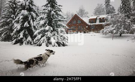 Husky Collie cane mix godere di ritiro in cabina di legno in BC Canada Foto Stock