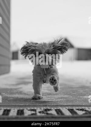 Scatto verticale di un carino cane Havana Bishon che corre all'aperto in una scala di grigi Foto Stock