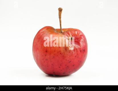 Mela vecchia danneggiata isolata su sfondo bianco. Deproduzione di frutti rossi Foto Stock