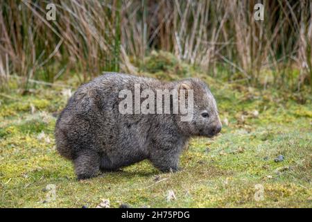 Comune Wombat Vombatus ursinus Cradle Mountain National Park, Tasmania, Australia 18 novembre 2019 Adulto Vombatidae Foto Stock