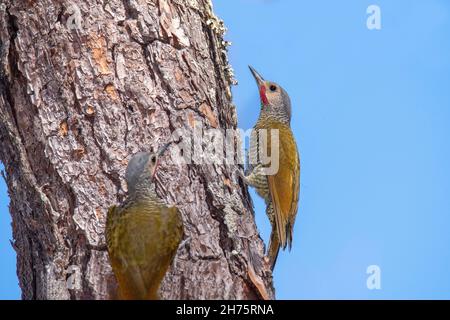 Woodpecker a corona grigia Colaptes auricularis El Tuito, Jalisco, Messico 6 aprile 2021 Maschi adulti Picidae Foto Stock