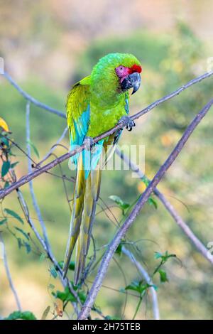 Militare Macaw Ara militaris El Tuito, Jalisco, Messico 6 aprile 2021 Adulto Psittacidae Foto Stock