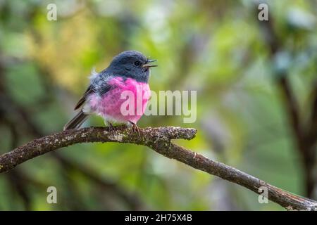 Rosa Robin Petroica rodinogaster Cradle Mountain National Park, Tasmania, Australia 20 novembre 2019 Adulto maschio Petroicidae Foto Stock