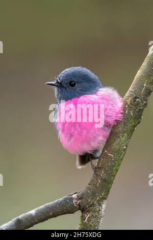 Rosa Robin Petroica rodinogaster Cradle Mountain National Park, Tasmania, Australia 20 novembre 2019 Adulto maschio Petroicidae Foto Stock