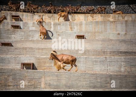 Arrui, o pecora barbara (Ammotragus Lervia). Madrid, Spagna. Foto scattata – 26 settembre 2021. Foto Stock