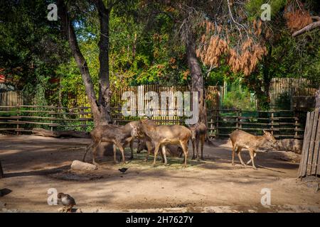 Cervo di Pere David nello zoo. Madrid, Spagna. Foto scattata – 26 settembre 2021. Foto Stock