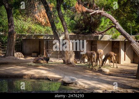 Cervo di Pere David nello zoo. Madrid, Spagna. Foto scattata – 26 settembre 2021. Foto Stock