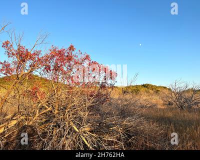 Bel cielo serale della collina del Texas Autunno mentre la luna si alza oltre l'orizzonte. La caduta rossa lascia ombre gettate lungo il sentiero natura. Foto Stock