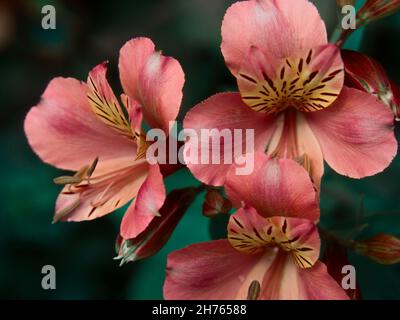 Primo piano di fiori di alstroemeria con profondità di campo poco profonda. Sfondo naturale Foto Stock