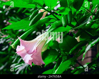 bella brugmansia, fiore rosa che fiorisce tra foglie verdi, stramonio dope. Sfondo naturale Foto Stock