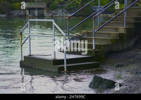 Marea che sale sopra le scale. Foto Stock