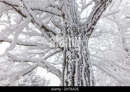 Nebbia gelida con rami di alberi ricoperti di ghiaccio lungo la Old Oregon Trail Highway vicino a Pendleton, Oregon Foto Stock