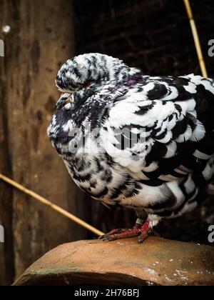 Un primo colpo verticale di un piccione bianco e nero chubby che si trova su una roccia all'esterno Foto Stock