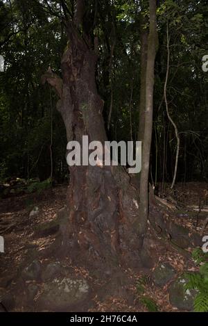 Una foresta subtropicale di alloro copre le altezze di la Gomera delle isole Canarie e sostiene un clima umido tutto l'anno. Foto Stock