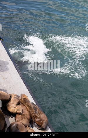 Un bel colpo di un mazzo di leoni marini vicino a un mare durante il giorno Foto Stock