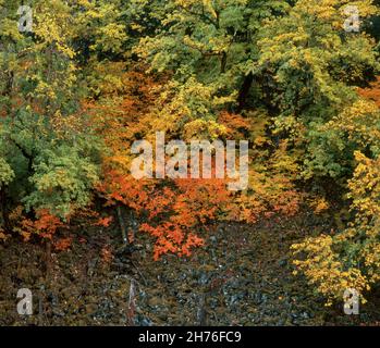 Vite Acero Acer circinatum, pietra lavica e McKenzie River National Recreation Trail, Willamette National Forest, Oregon Foto Stock