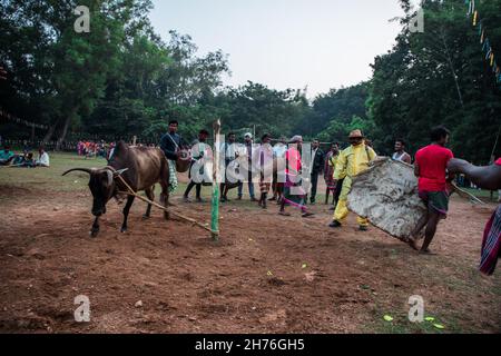 India. 19 Nov 2021. I devoti celebrano il festival Sagun Sohrai. Sohrai è un festival del raccolto invernale e uno dei più importanti festival di Santhals a Jharkhand e nel Bengala Occidentale. Sagun Sohrai festival celebrato a Jharkhand. Questo festival è noto anche come 'Gorukhuntav'. (Foto di Rohit Shaw/Pacific Press) Credit: Pacific Press Media Production Corp./Alamy Live News Foto Stock