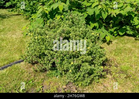 Un cespuglio di tè Kuril fiorito (Dasiphora Raf.), Potentilla L. o Pentafilloides fruticosa cresce sul prato in una giornata estiva soleggiata. Foto Stock