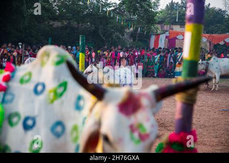 Jharkhand, India. 19 Nov 2021. I devoti celebrano il festival Sagun Sohrai. Sohrai è un festival del raccolto invernale e uno dei più importanti festival di Santhals a Jharkhand e nel Bengala Occidentale. Sagun Sohrai festival celebrato a Jharkhand. Questo festival è noto anche come ''Gorukhuntav' (Credit Image: © Rohit Shaw/Pacific Press via ZUMA Press Wire) Foto Stock