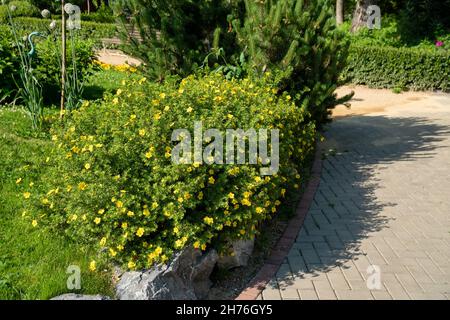 Fiorente tè Kuril (Dasiphora Raf.), Potentilla L. o Pentafilloides frutticosa cresce nel parco lungo il sentiero in una giornata estiva soleggiata. Foto Stock