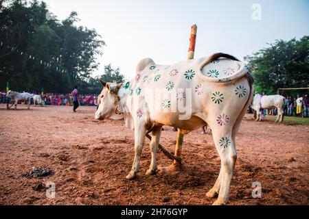 Jharkhand, India. 19 Nov 2021. I devoti celebrano il festival Sagun Sohrai. Sohrai è un festival del raccolto invernale e uno dei più importanti festival di Santhals a Jharkhand e nel Bengala Occidentale. Sagun Sohrai festival celebrato a Jharkhand. Questo festival è noto anche come ''Gorukhuntav' (Credit Image: © Rohit Shaw/Pacific Press via ZUMA Press Wire) Foto Stock